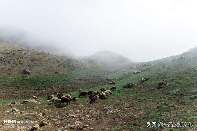 伊朗北方天然牧场，不仅牛羊肥沃，也是度假和避暑之处