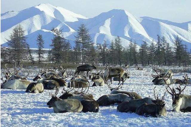 世界最冷居住地，气温零下50度，500多居民衣食住行令人大开眼界