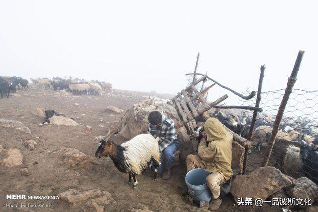 伊朗北方天然牧场，不仅牛羊肥沃，也是度假和避暑之处