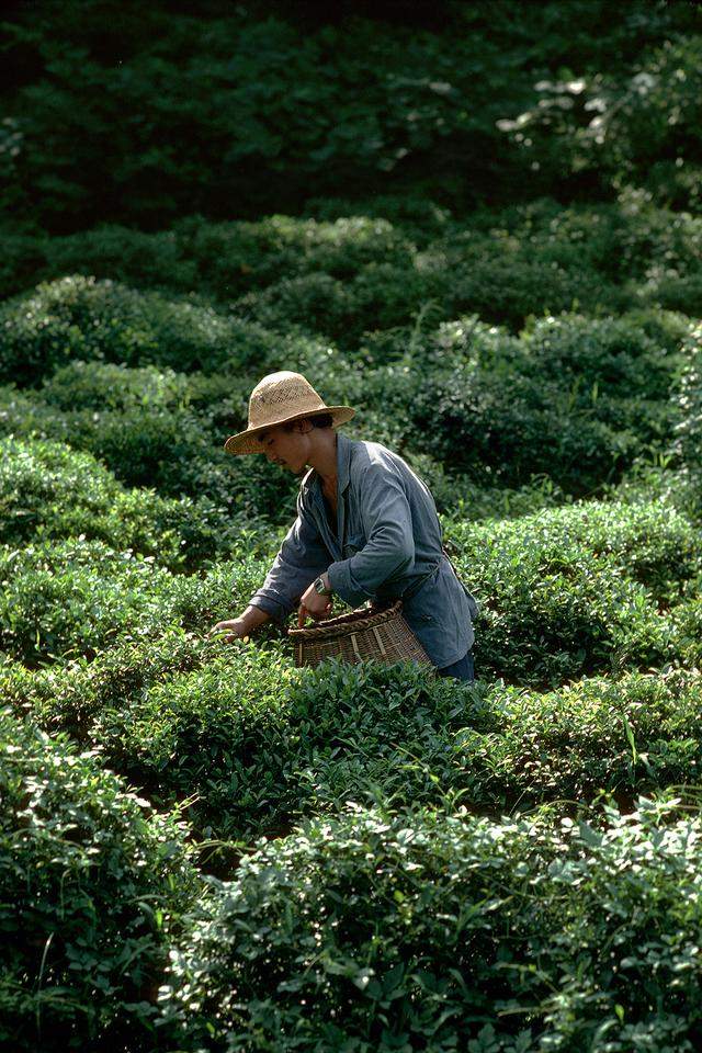 1981年的杭州老照片，那才是人间天堂