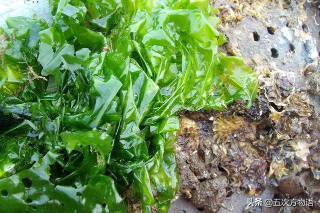 青岛海边常见食用藻类图鉴