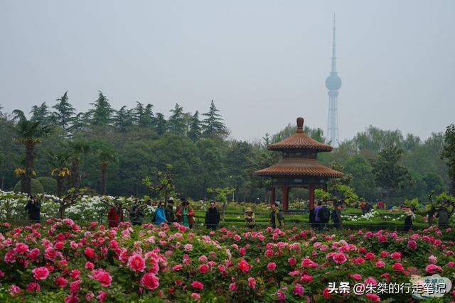 国内最大的牡丹观赏园，堪称“国花第一园”，花期门票仅需10元