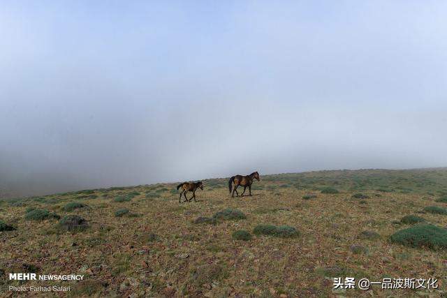 伊朗北方天然牧场，不仅牛羊肥沃，也是度假和避暑之处