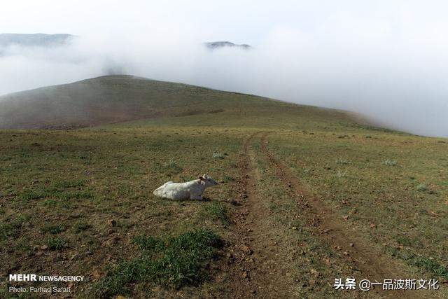 伊朗北方天然牧场，不仅牛羊肥沃，也是度假和避暑之处