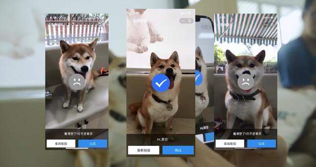 支付宝开放宠物鼻纹识别技术 狗子和喵星人也能“刷脸”投保了