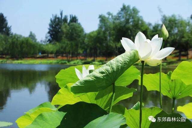 【通州创森】仙气飘飘！这里的白荷花惊艳了整个夏天！