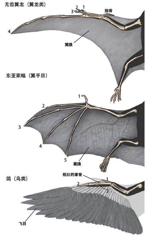 如果达芬奇画飞行器时观察的是翼龙，人类的飞行历史会改变么