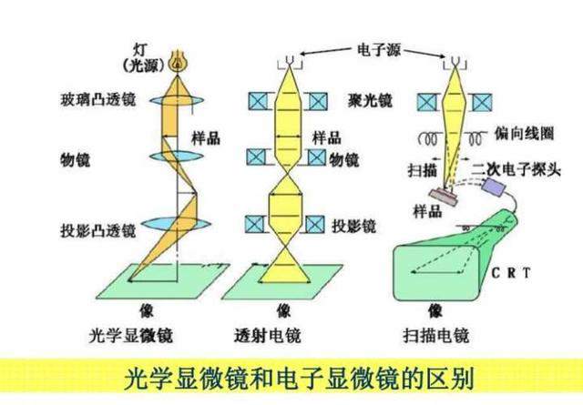 放大多少倍可以看到原子核，电子显微镜能看到多小的粒子？