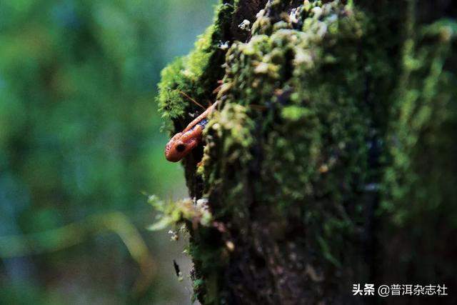 云南这些「隐秘的角落」，才是茶人最向往的地方