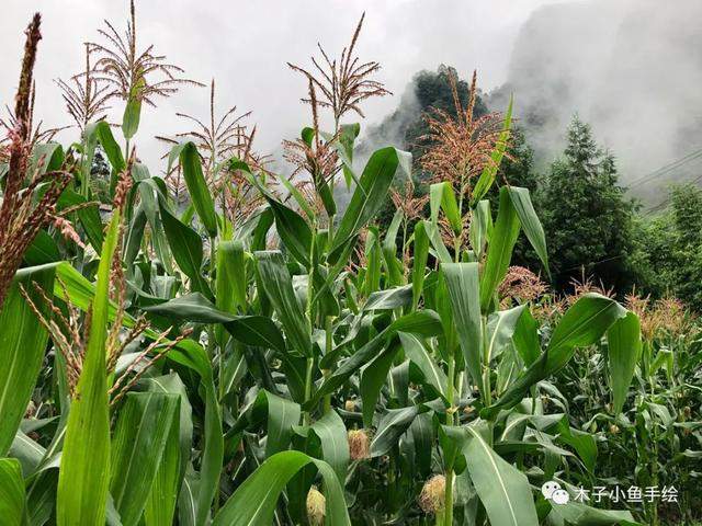 雅安日记——天河瀑布，望鱼古镇