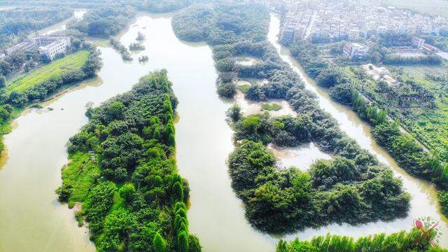 1棵500年榕树占地20亩，100多种鸟类的家园，就是广东的小鸟天堂