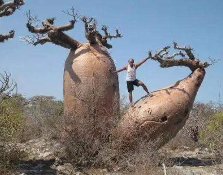 非洲夫妇在6000年树龄的树里开酒吧，最多可容纳15人，如今成这样