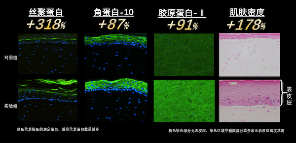 IPSA茵芙莎全新黑晶乳霜12月高能问世