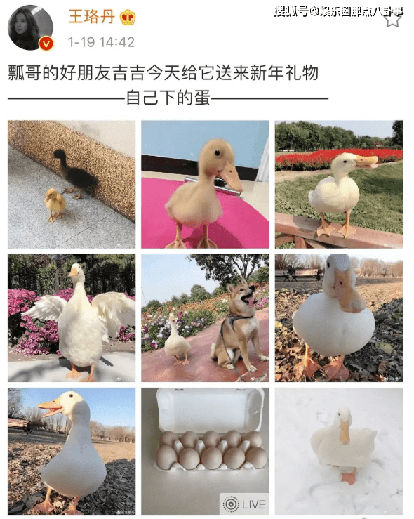 王珞丹发寻鸭启事被曝是王思聪同款一只过万