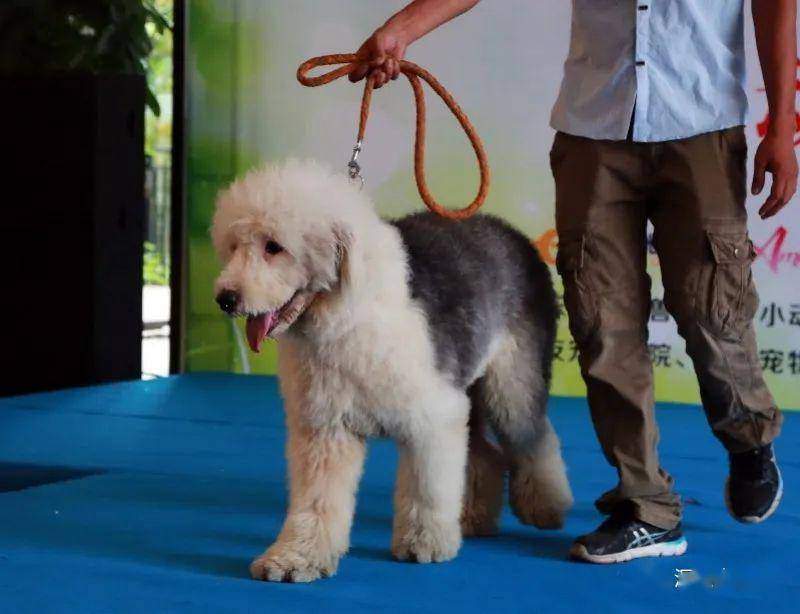 扩散！深圳所有犬只必须植入芯片，否则将视为无证养犬！有人担心……