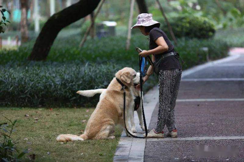 扩散！深圳所有犬只必须植入芯片，否则将视为无证养犬！有人担心……