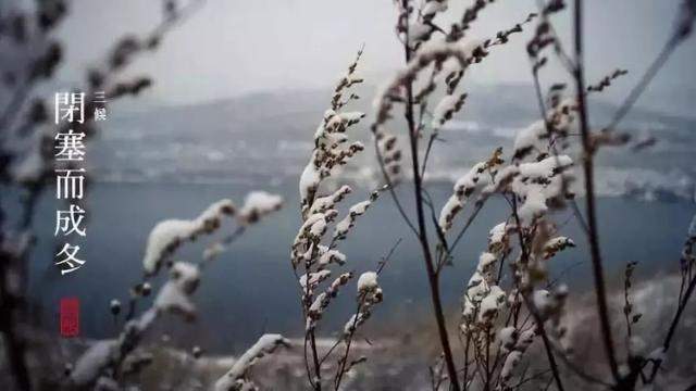 今日小雪，飞雪如花落 岁岁又年年