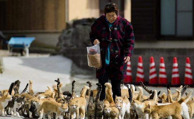 日本猫岛猫咪横行，数量是岛民的好几倍，每年吸引无数游客围观！