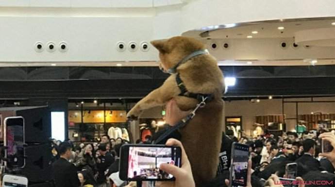 刘昊然粉丝举柴犬怎么回事 刘昊然的反应逗乐大家