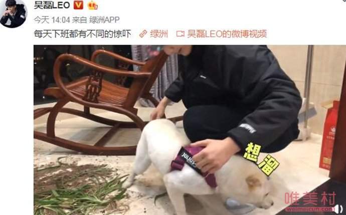 吴磊的盆栽被狗撞翻 详情画面被扒一细节令人点赞