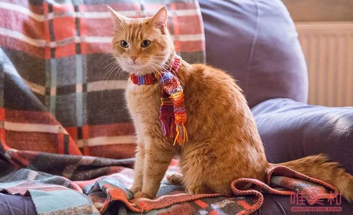 流浪猫鲍勃去世 去年年底才开拍续集流浪猫鲍勃怎么红的