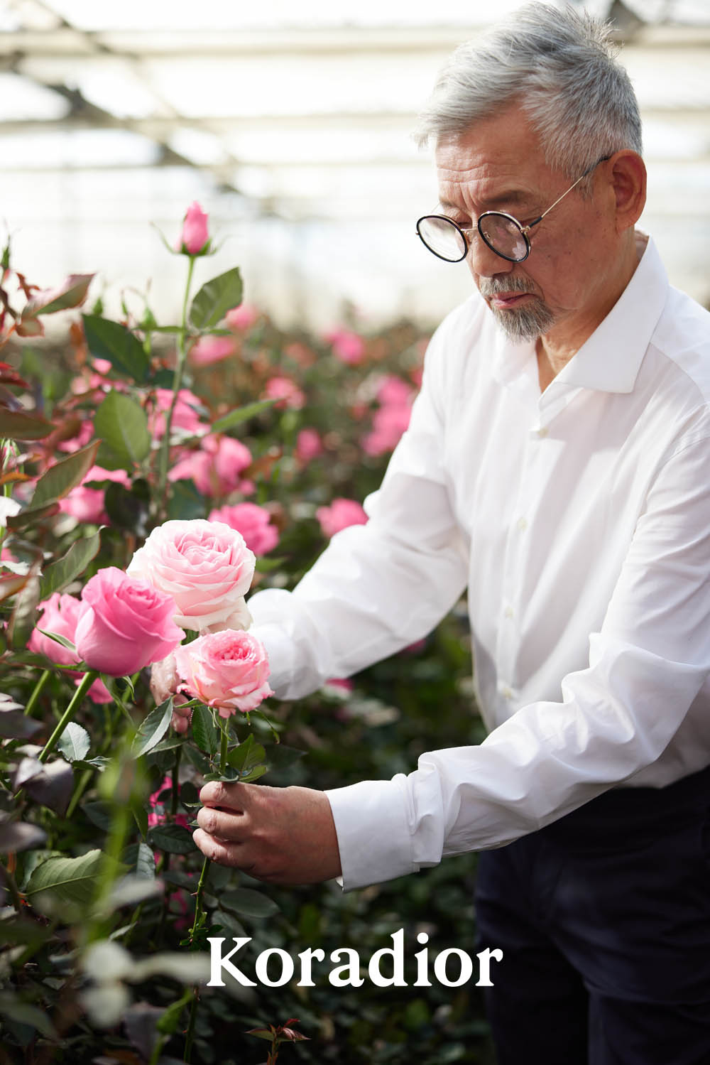 十余年研究成果，Koradior珂莱蒂尔推出Kora Rose珂莱尔玫瑰,绽放浪漫之美