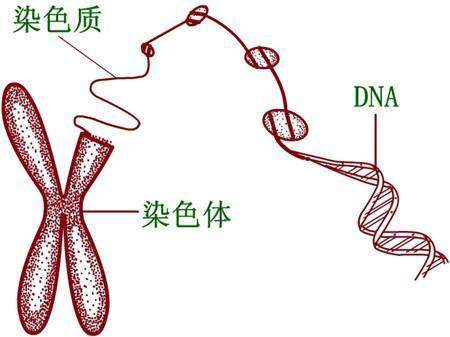  A型血和B型血父母，能生出O型血的小孩吗