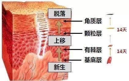  护肤需不需要定期去角质？去角质必须吗？