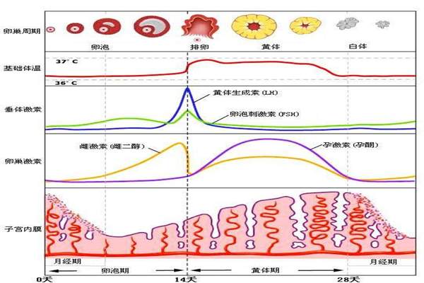 月经周期多少天是正常的？应该怎么算？