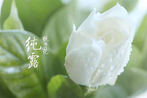 半亩花田玫瑰纯露可以喝吗?相关问题解答