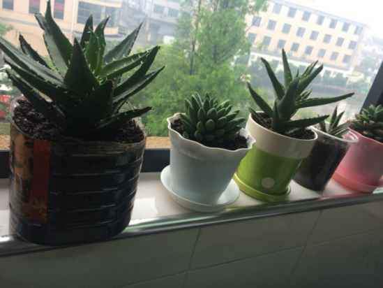 家里养什么植物好风水 家里养这些植物最合适