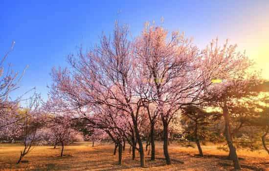 黄历安床是什么意思    在古代安床竟然指的是这个