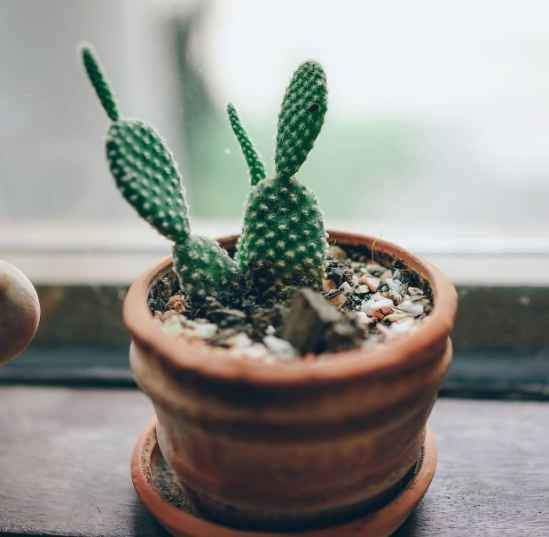 家里摆什么植物化煞