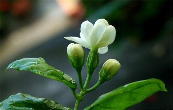 茉莉纯露的功效与作用 经常使用纯露好吗