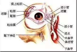 左眼跳财右眼跳灾是真的吗 你该休息了