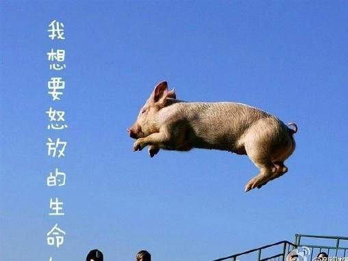 猪肉价历史最高，吃得起猪肉的都是土豪！