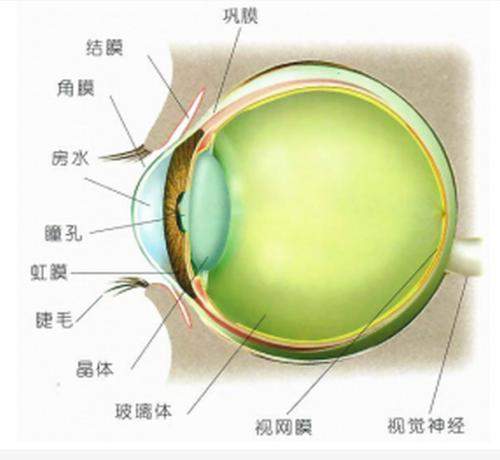 白眼球发黄怎么回事？是什么疾病