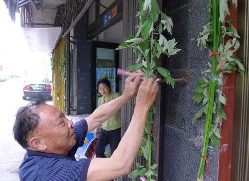 端午节为什么要挂艾草？避邪去病