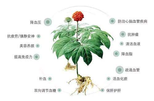 赶黄草的功效与作用，活血散瘀！