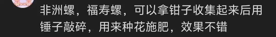 成都‘米开朗击螺’爆红网络！弹弓如何成功击退入侵福寿螺？