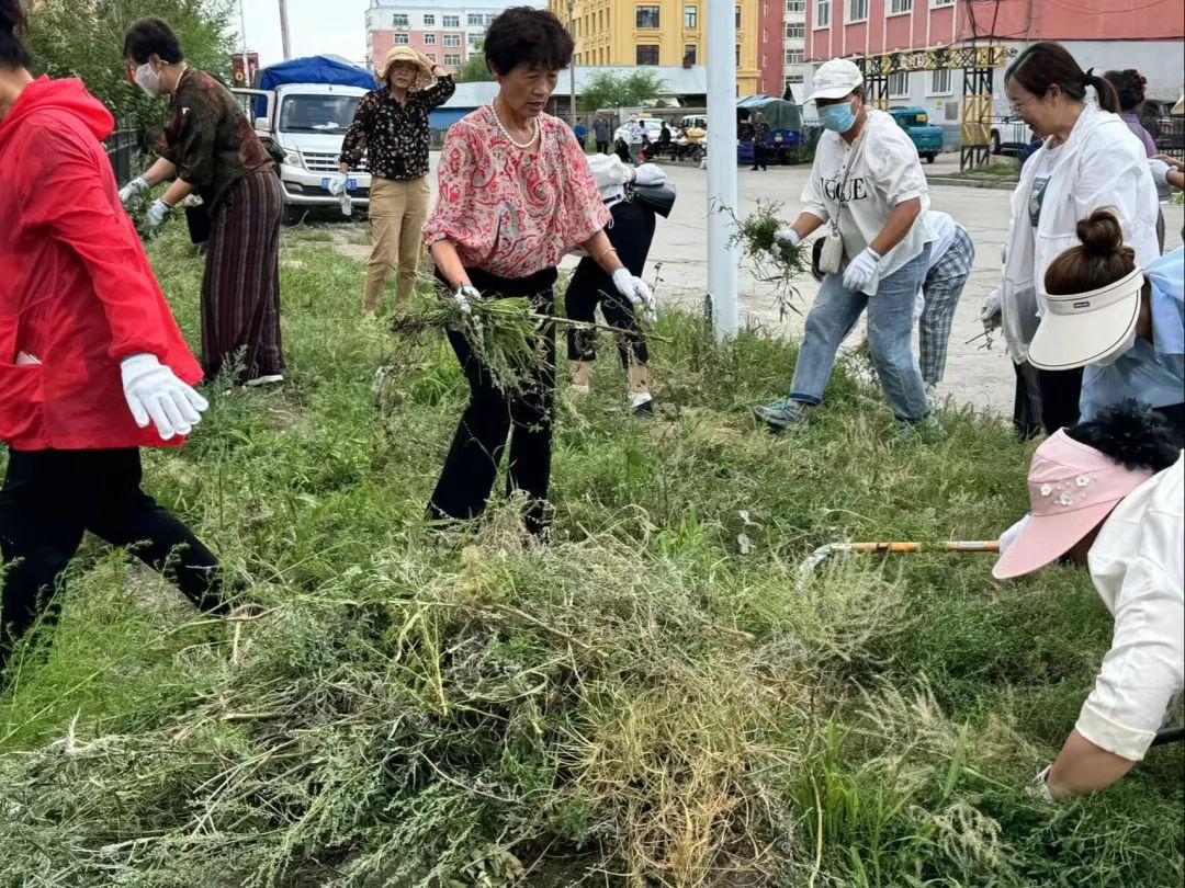 内蒙古多地开展清除蒿草行动：一地宣布每公斤蒿草可兑1元奖励