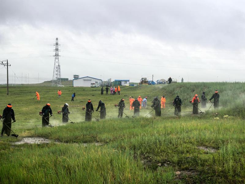 内蒙古多地开展清除蒿草行动：一地宣布每公斤蒿草可兑1元奖励