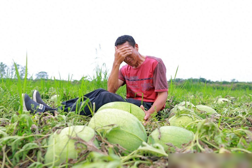 宁夏西瓜涨价，打了谁的脸？拉西瓜的都走了，这么多西瓜卖给谁？