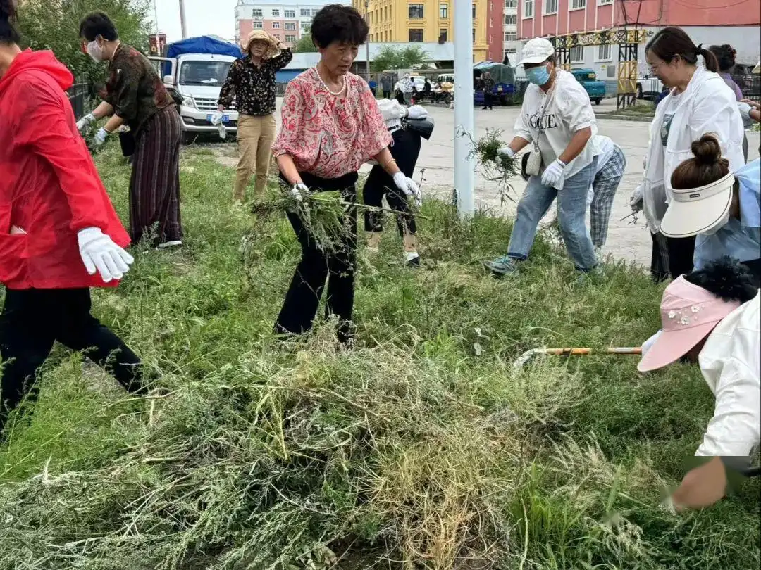 内蒙多地实施清除蒿草行动：某地每公斤蒿草可换取1元奖金